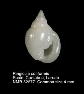 Image of Ringicula conformis Monterosato 1877