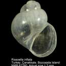 Plancia ëd Rissoella inflata (Monterosato 1880)