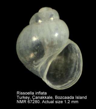 Image of Rissoella inflata (Monterosato 1880)