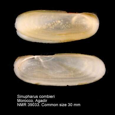 Image de Sinupharus combieri (Fischer-Piette & Nicklès 1946)