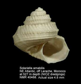 Imagem de Solariella amabilis (Jeffreys 1865)