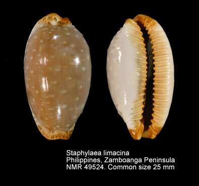 Слика од Staphylaea limacina (Lamarck 1810)