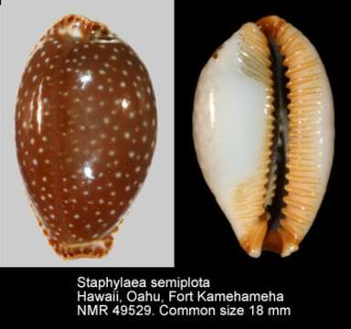 Image of half-extending cowry