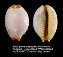 Слика од Staphylaea staphylaea consobrina (Garrett 1879)