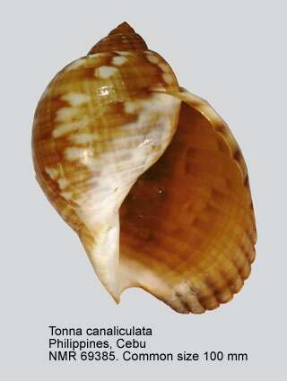 Image of Tonna canaliculata (Linnaeus 1758)
