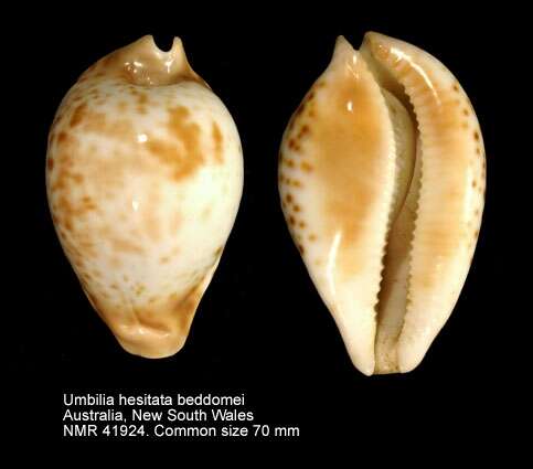 Image of Umbilia hesitata beddomei (Schilder 1930)