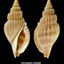 Varicospira crispata (G. B. Sowerby II 1842)的圖片