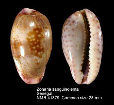 Image of blood-red Cowry