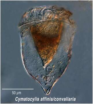 Imagem de Cymatocylis convallaria