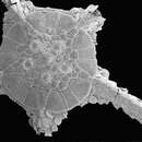 Image of Ophiophyllum minimum Stöhr, Sautya & Ingole 2012