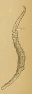 Image of Spirularia den Hartog 1977