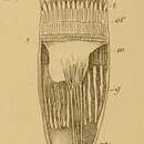 Image of Cerianthus bathymetricus Mosley 1877