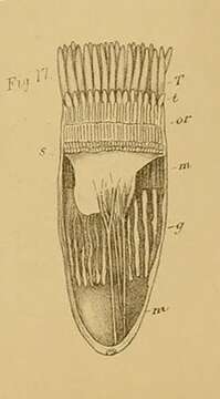 Image of Cerianthus bathymetricus Mosley 1877