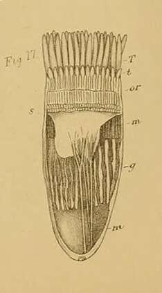 صورة Cerianthus bathymetricus Mosley 1877