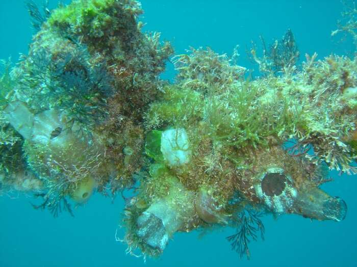 Image of Giant pink ascidian