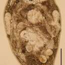 Image of Paraustrorhynchus Karling & Schockaert 1977