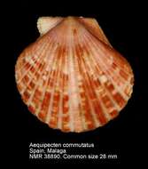 Image of Aequipecten commutatus (Monterosato 1875)