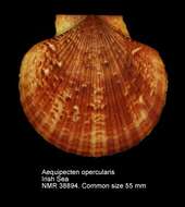 Image of queen scallop