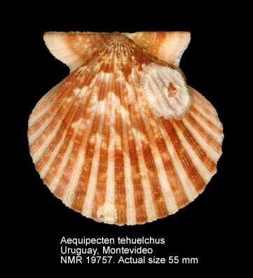 Imagem de Aequipecten tehuelchus (d'Orbigny 1842)