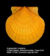 Слика од Argopecten irradians (Lamarck 1819)