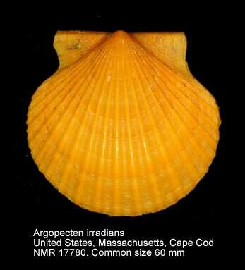 Image of Common scallop