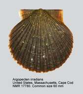 Imagem de Argopecten irradians (Lamarck 1819)