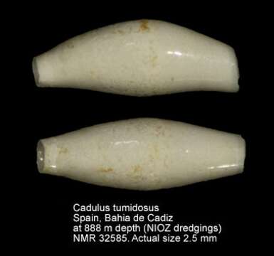 Image of Cadulus tumidosus Jeffreys 1877