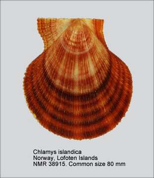 Imagem de Chlamys islandica (O. F. Müller 1776)