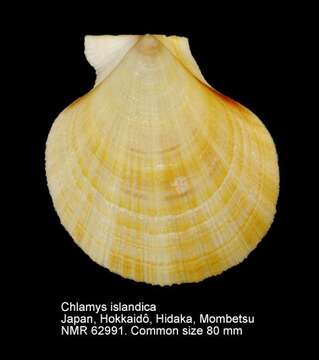 Image of Iceland scallop