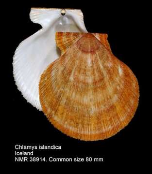 Image of Iceland scallop