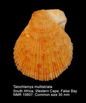 Image of tinted scallop