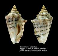 Image of Conomurex fasciatus (Born 1778)