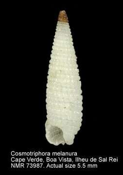 Image de Cosmotriphora melanura (C. B. Adams 1850)