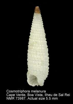 Image of Cosmotriphora melanura (C. B. Adams 1850)