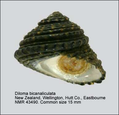 Image of Diloma bicanaliculatum (Dunker 1844)