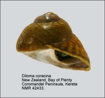 Image of Diloma coracinum (Philippi 1851)