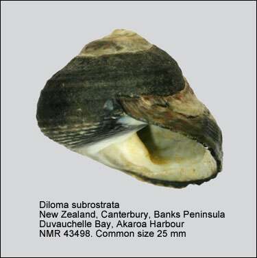 Image of Diloma subrostratum (Gray 1835)