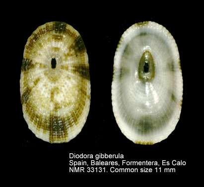 Image de Diodora gibberula (Lamarck 1822)