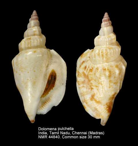 Image of Dolomena pulchella (Reeve 1851)