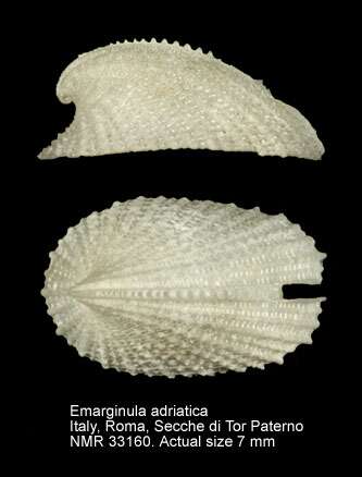 Image of Emarginula adriatica O. G. Costa 1830
