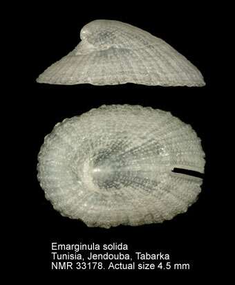 Image de Emarginula solidula O. G. Costa 1829