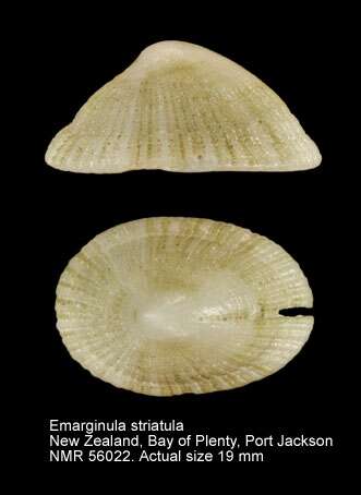 Image of Emarginula striatula Quoy & Gaimard 1834