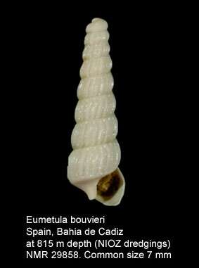 Image of Eumetula bouvieri (Dautzenberg & H. Fischer 1896)