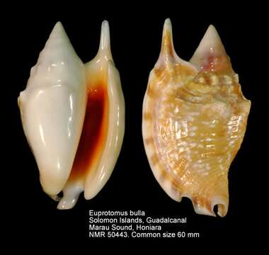 Image of Euprotomus Gill 1870