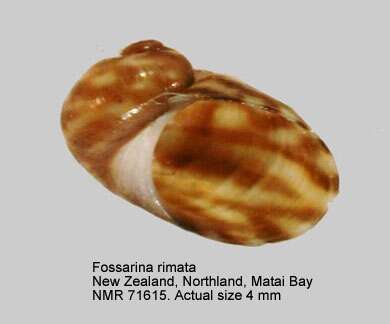 Image of Fossarina rimata (Hutton 1884)