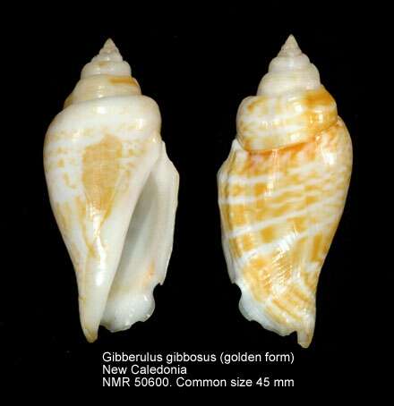 Image of <i>Gibberulus gibberulus gibbosus</i> (Röding 1798)
