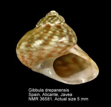 Image of Gibbula drepanensis (Brugnone 1873)