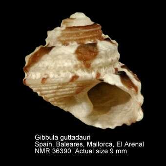 Image of Gibbula guttadauri (Philippi 1836)