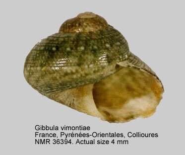 Image of Gibbula vimontiae Monterosato 1884