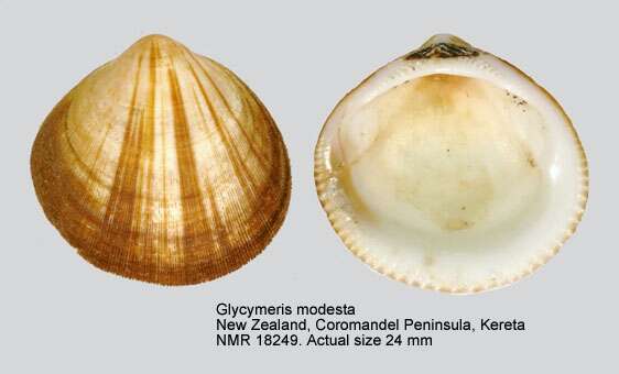 Image of Glycymeris modesta (Angas 1879)